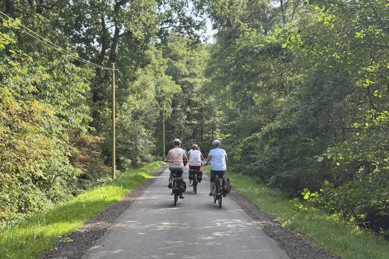 Drei Radfahrer fahren auf einem von Bäumen gesäumten Weg in eine grüne Waldlandschaft