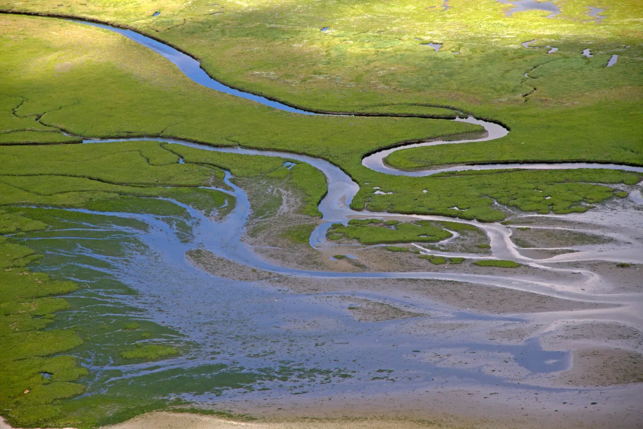 Priele in einer Salzwiese im Nationalpark Niedersächsisches Wattenmeer