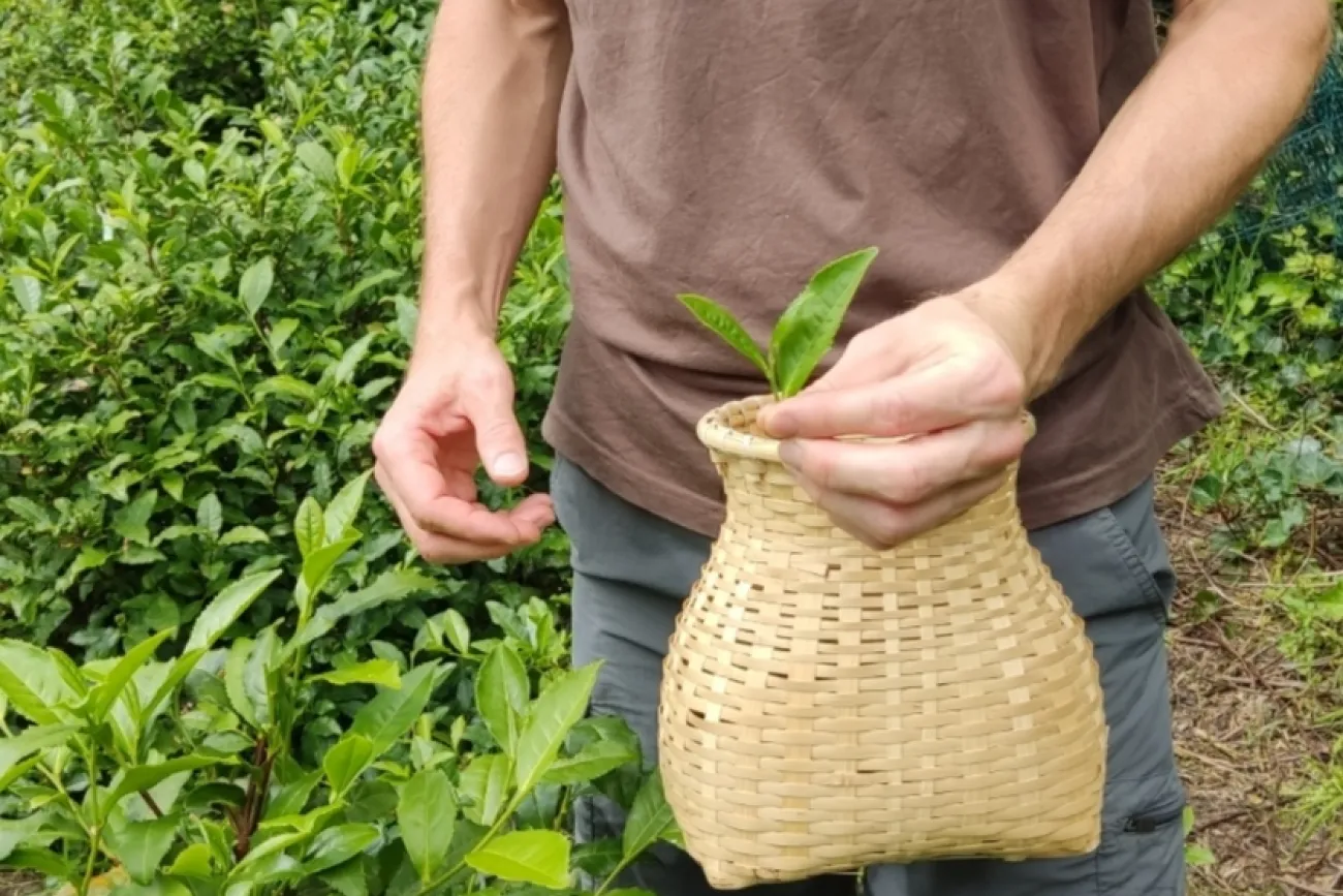 Hauptbild der Veranstaltung Namiddagstee mit Vortrag