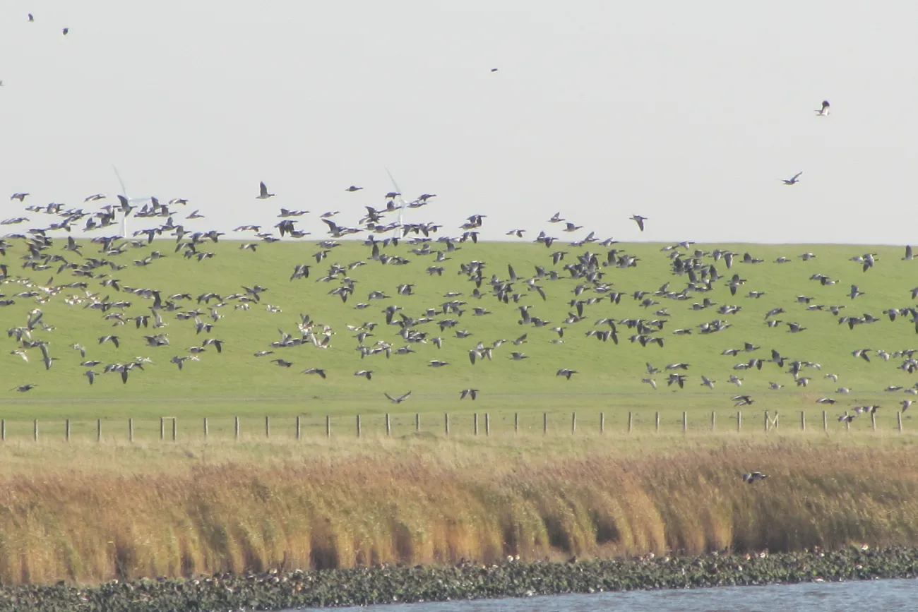 Hauptbild der Veranstaltung Winterwanderung am Weltnaturerbe Wattenmeer