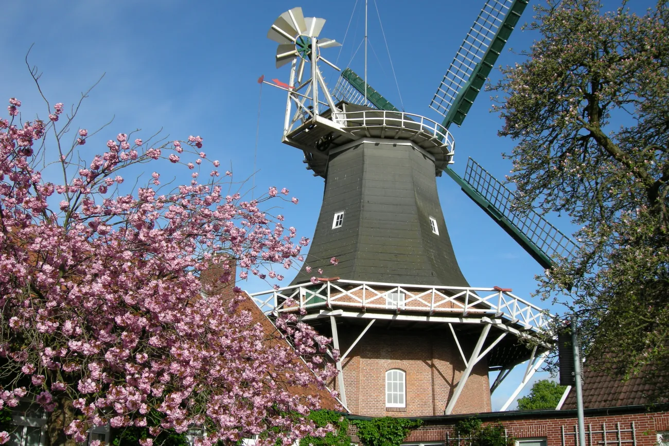 Eine Galerieholländermühle von 1850 im Mai mit blühendem Kirschbaum