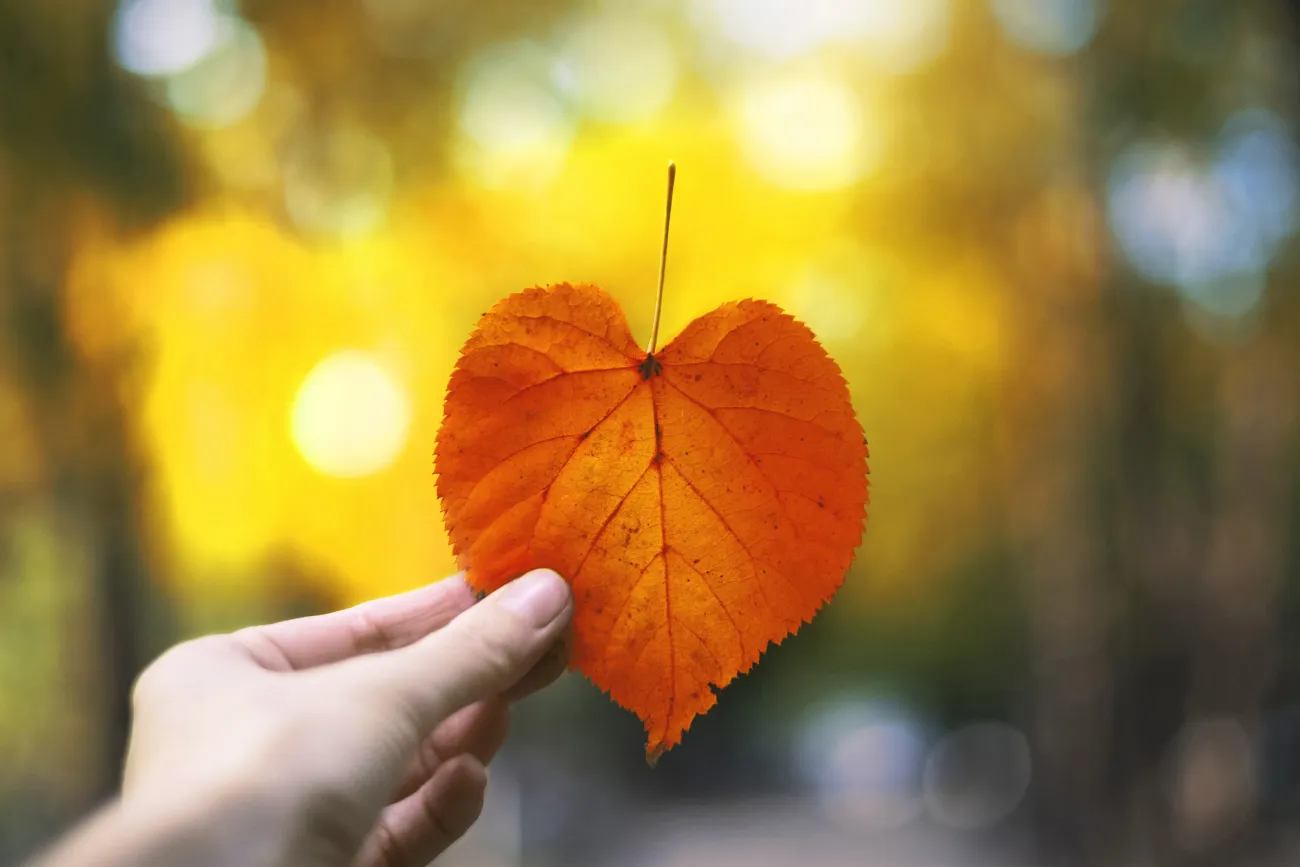 Hand hält herbstliches Blatt