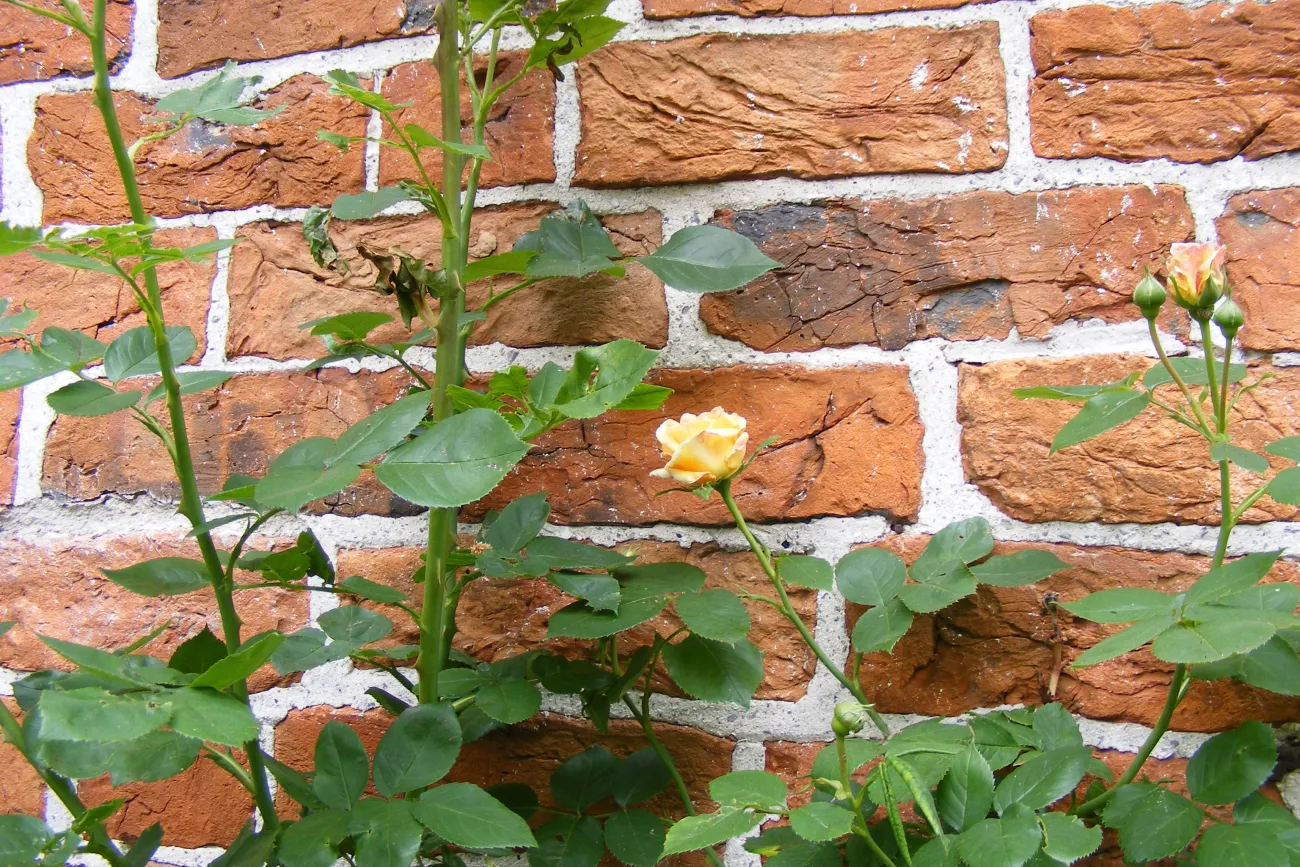 Steinhaus Bunderhee: Außenmauer mit gelber Rose