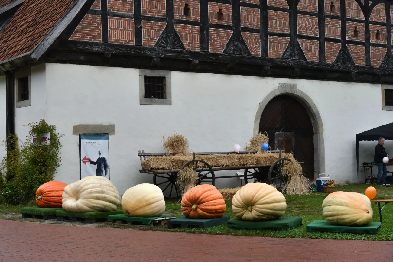 Riesenkürbisse vor der Münchhausenscheune