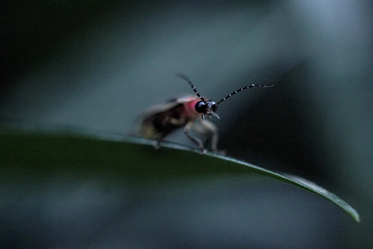 Jonas Brinker, Nightfall, 2025 8k video, 7:44 min.