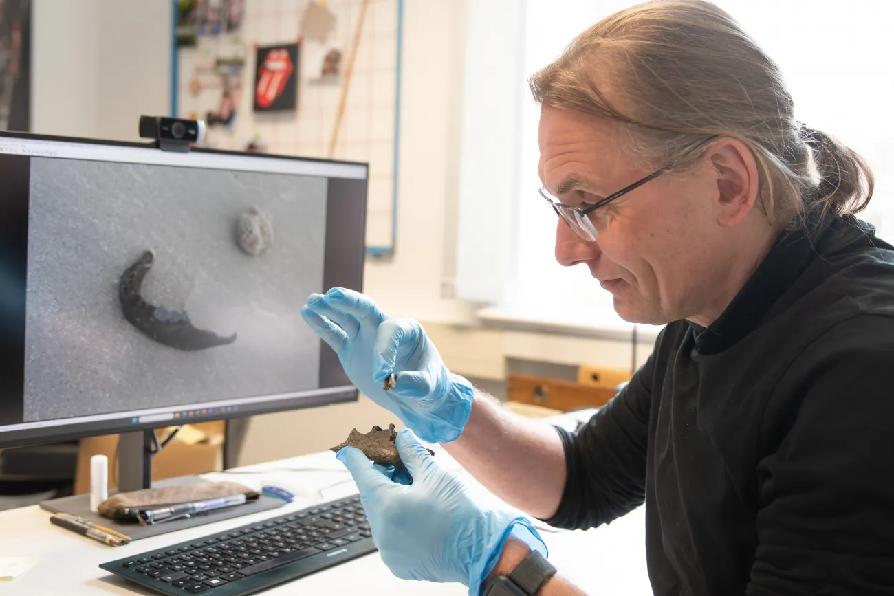 Dr. Jan F. Kegler zeigt einen der steinzeitlichen Kieferknochen.