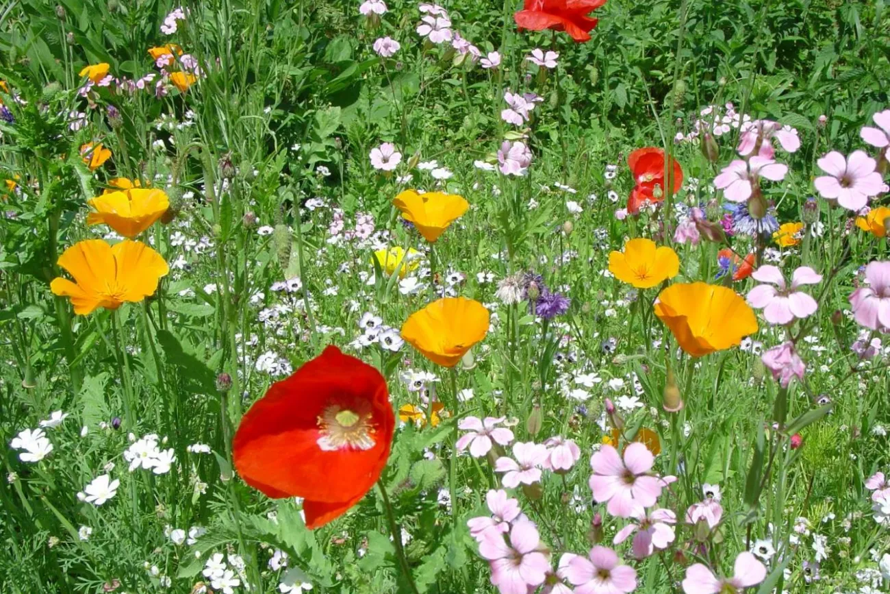 Bild mit Blumen