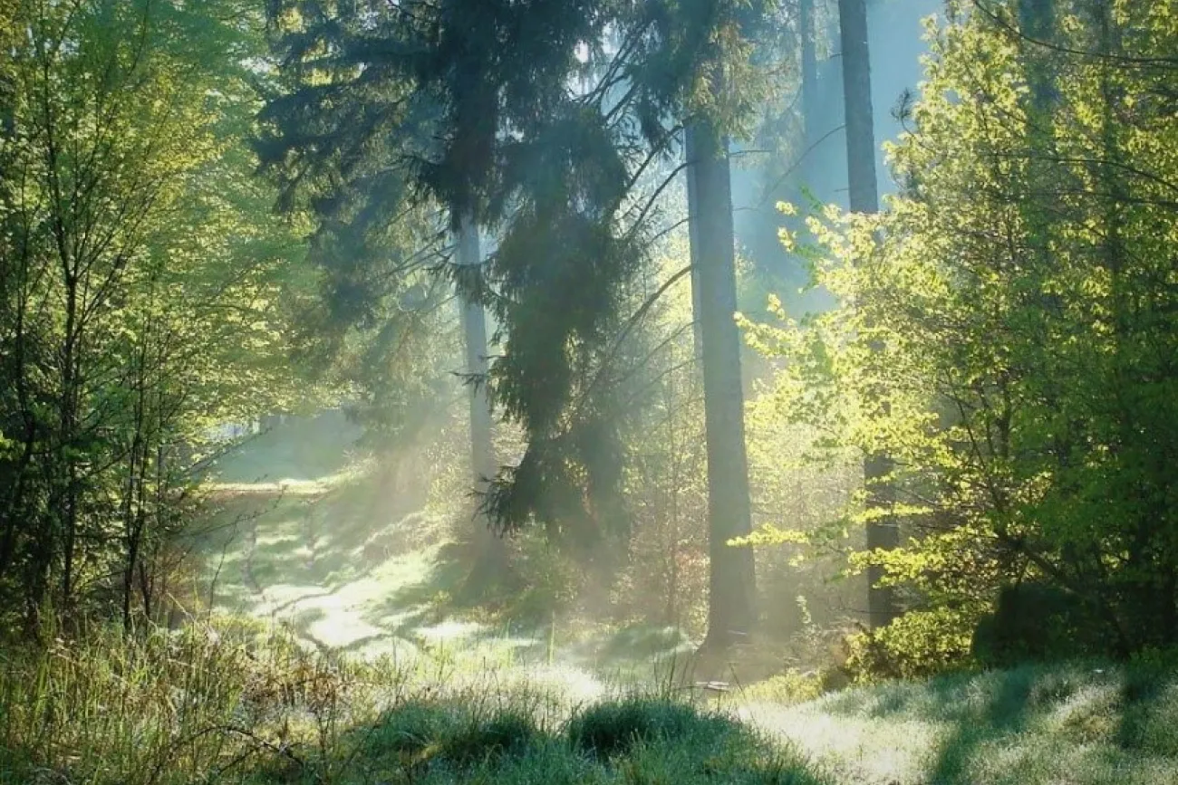 Der Wald der Entspannung