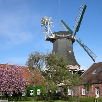 Eine Galerieholländermühle von 1850 im Mai mit blühendem Kirschbaum 