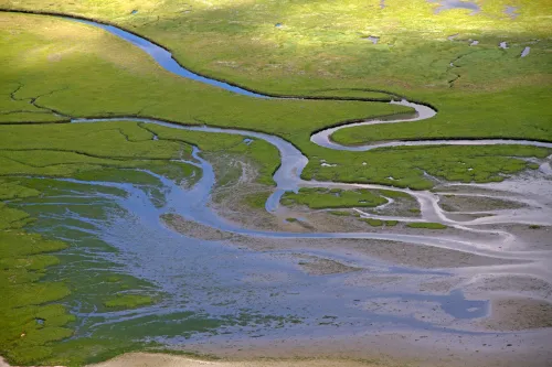 Priele in einer Salzwiese im Nationalpark Niedersächsisches Wattenmeer