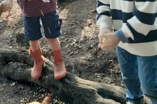 Kinder füttern Hühner im Auslauf auf dem Bauernhof.