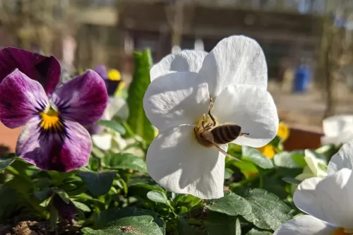 Hauptbild der Veranstaltung Frühlingsmarkt