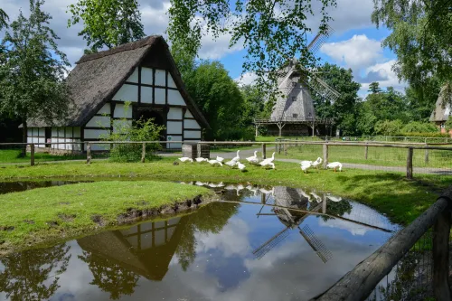 Gänse vor Heuerhaus und Kappenwindmühle