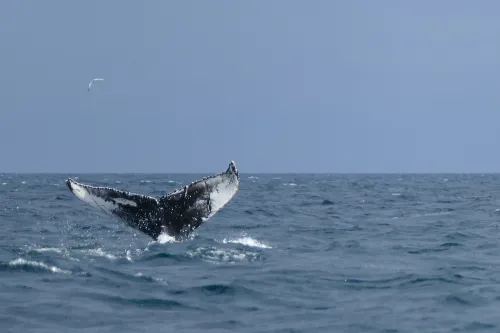 Schwanzflosse eines Buckelwals zu sehen in der Nordsee
