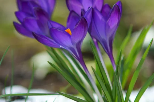 Lila Krokusse, die im Schnee blühen