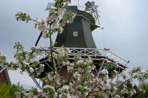 Auf dem Bild ist die Esenser Mühle zu sehen. Im Vordergrund steht ein Apfelbaum in voller Blüte.