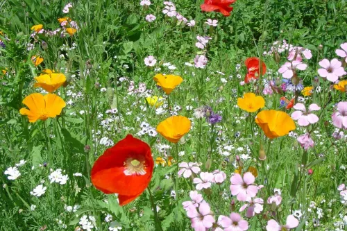 Bild mit Blumen