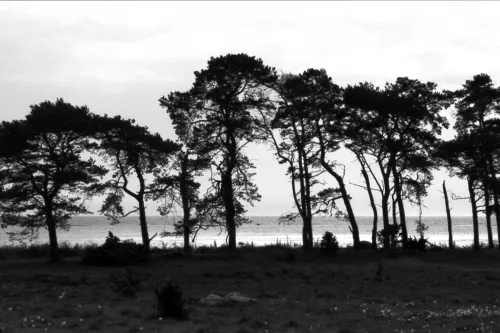 Fiona Tan, Island, 2008. HD Videoinstallation, schwarz-weiß, 5:1 surround sound, Courtesy the artist and Frith Street Gallery, London
