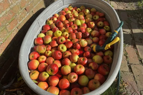 Äpfel in Campen