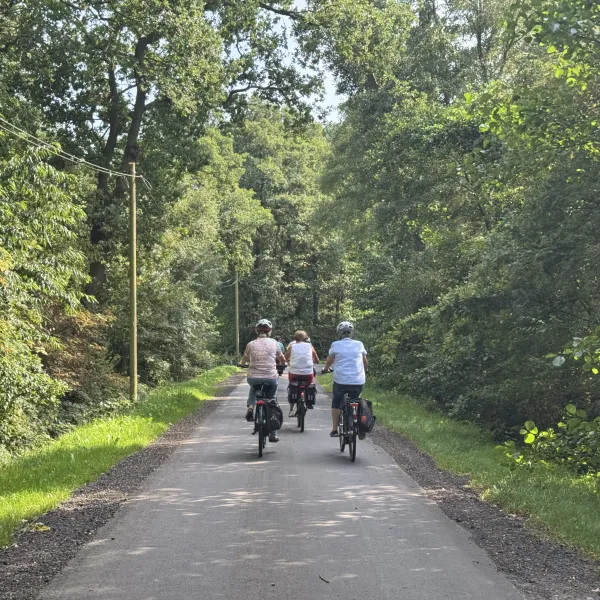 Drei Radfahrer fahren auf einem von Bäumen gesäumten Weg in eine grüne Waldlandschaft