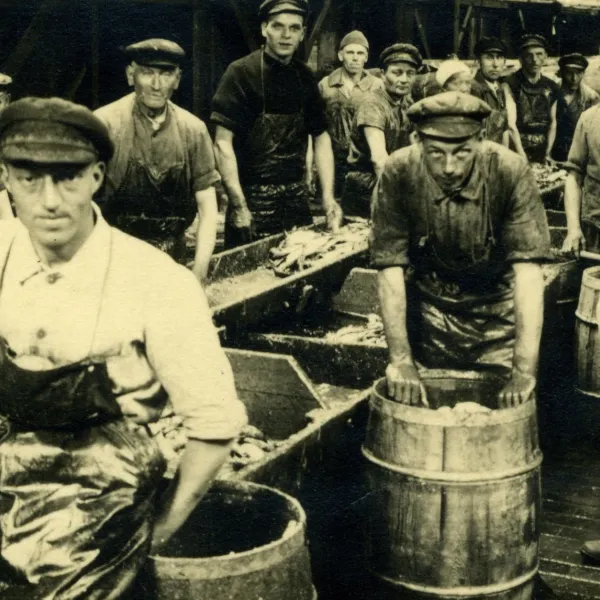 Kehlen des Fisches und Verpacken des Herings in Kantjes
