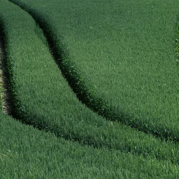 Strukturen im Grün: „ Heerweg“ von Michael Schildmann