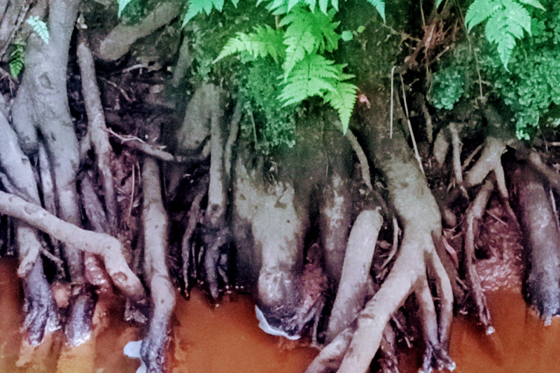 Metabolismós (Foto. Welf-G. Otto)