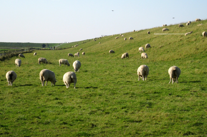 Deich bei Harlesiel