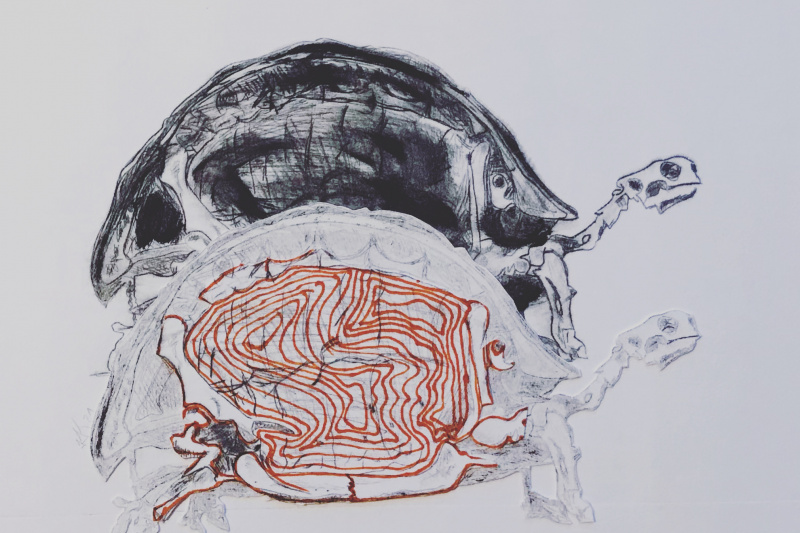 Druckgrafik mit zwei Schildkröten