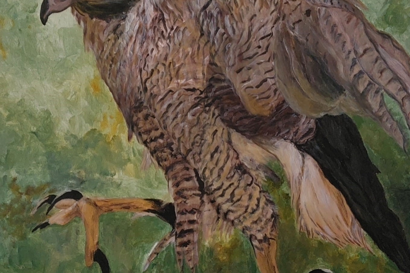 Greifvogel