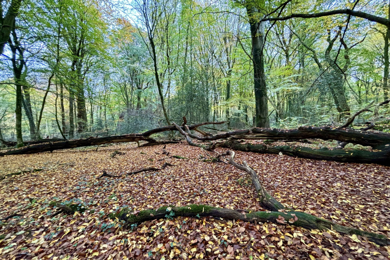 Neuenburger Urwald