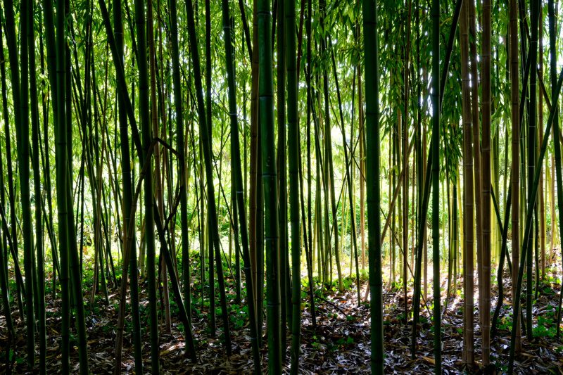 Der Bambuswald im Garten von Claude Monet