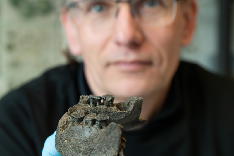 Dr. Jan F. Kegler zeigt einen der steinzeitlichen Kieferknochen.