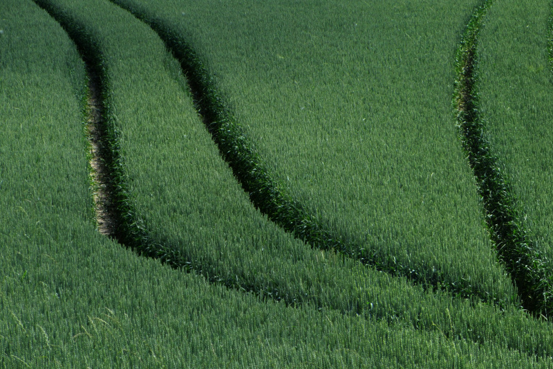 Strukturen im Grün: „ Heerweg“ von Michael Schildmann