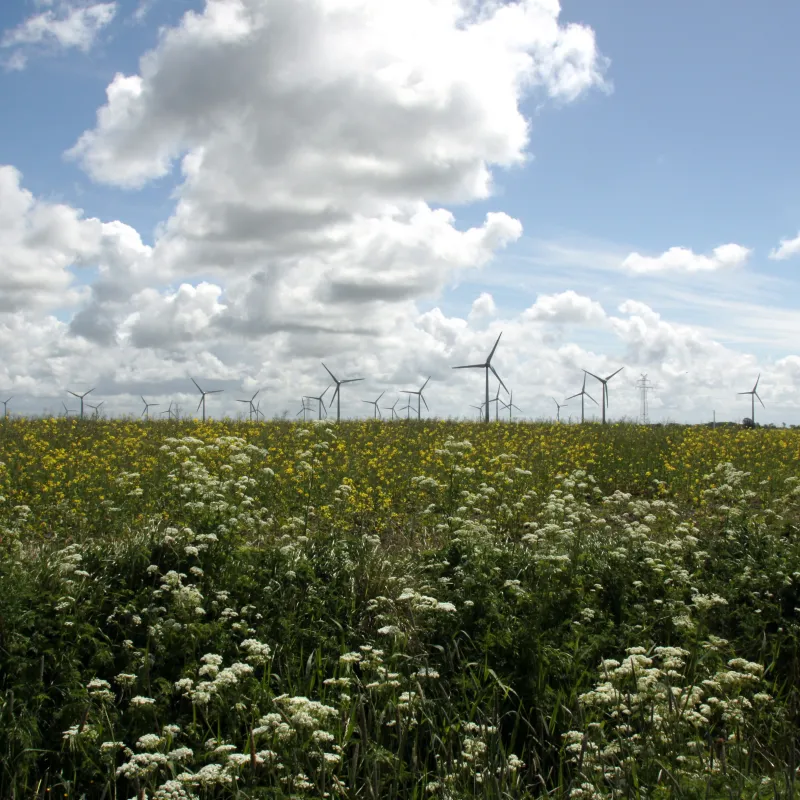 Regeneratives Ostfriesland