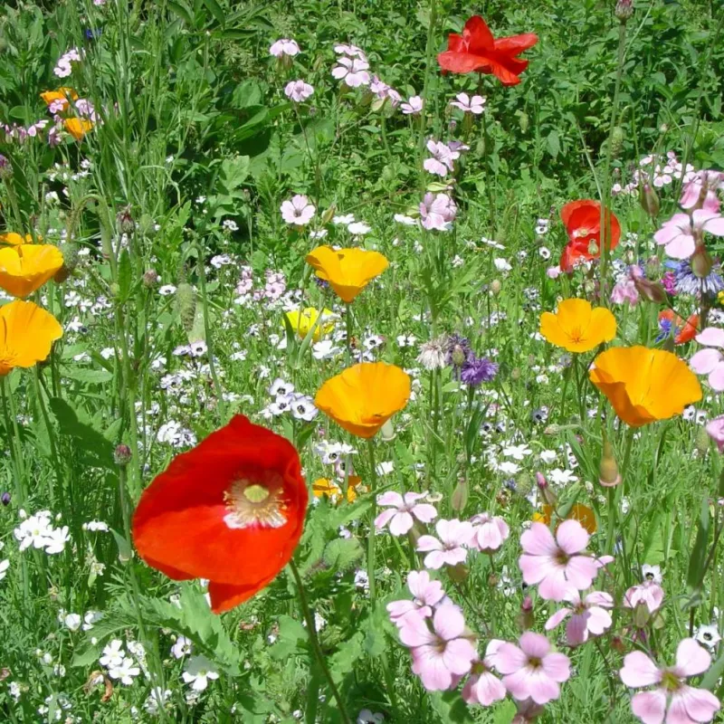 Bild mit Blumen